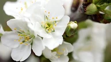 白色无瑕的樱桃花视频的预览图